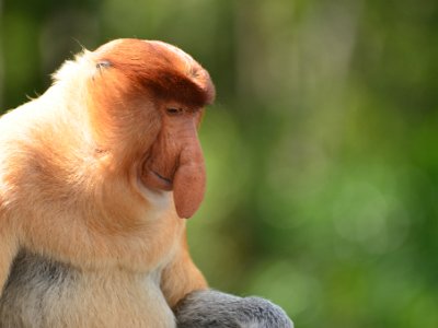 Proboscis monkey, Sukau (2)